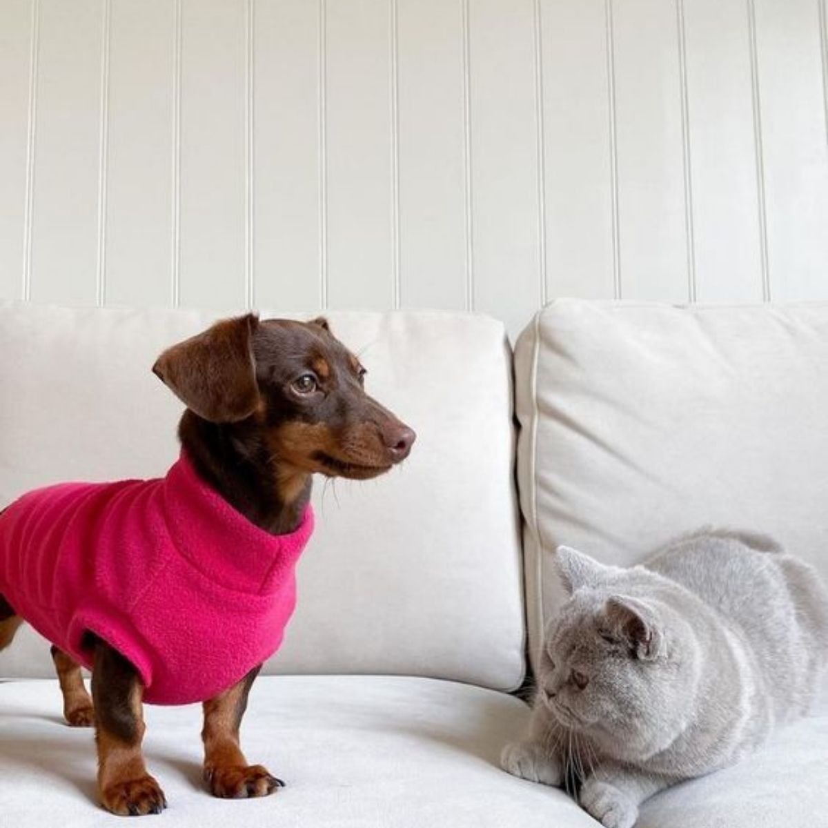 Tips Tambahan Jika Punya Hewan Peliharaan